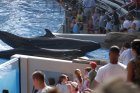 thumbs/seaworld 041.png